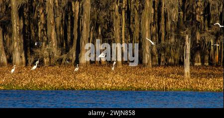 Great Egrets on a floating bed of invasive water hyacinth plants in a lake in the Atchafalaya Basin or Swamp in Louisiana. Stock Photo