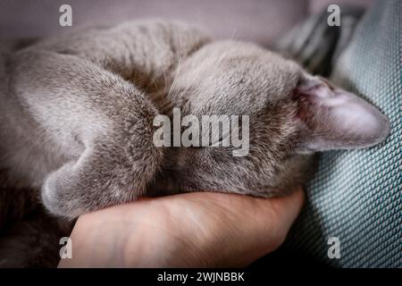 Burmese blue Stock Photo