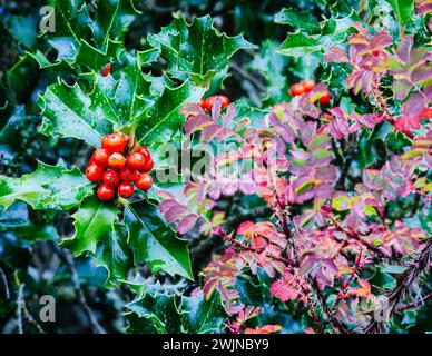 Holly tree. The contrast between red and green berries standing out against the tree foliage (Castile and León, Spain) Stock Photo