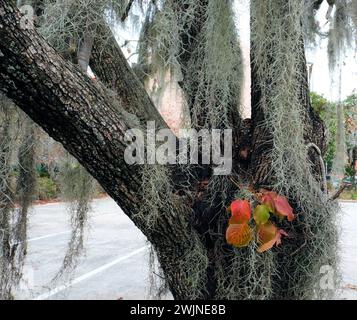 Tree trunk and branches with Spanish moss on a Southern live oak tree in Savannah, Georgia; tree leaves changing color from green, to brown, to red. Stock Photo