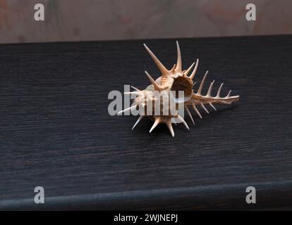 Sea shell of dark yellow color on a brown background. Stock Photo
