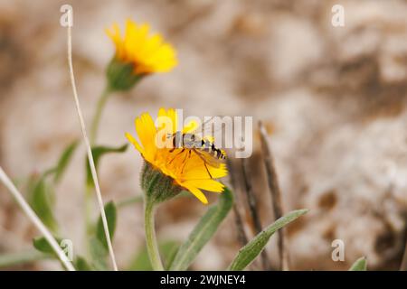 Bee fly (Syrphidae) feeding on pollen on calendula arvensis and pollinating. Alqueria de Aznar, Spain Stock Photo
