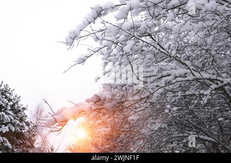 The sun shines through the trees. Winter morning. Stock Photo