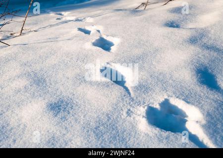 Winter snow texture close-up with footprints of a bird. sunny day Stock Photo