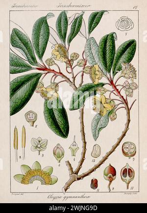 Vintage botanical illustration. It's a plate taken from a 19th-century botanical book focusing on the flora of Nilgiri, India. Stock Photo