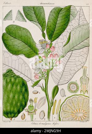 Vintage botanical illustration. It's a plate taken from a 19th-century botanical book focusing on the flora of Nilgiri, India. Stock Photo