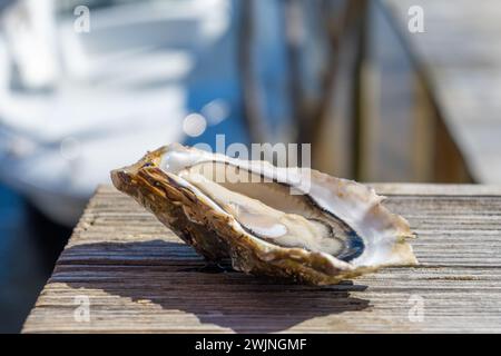 Eating of fresh live oysters at farm cafe in oyster-farming village, Arcachon bay, Cap Ferret peninsula, Bordeaux, France, close up Stock Photo