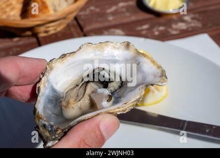 Eating of fresh live oysters at farm cafe in oyster-farming village, Arcachon bay, Cap Ferret peninsula, Bordeaux, France, close up Stock Photo