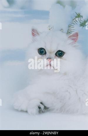 Persian Chinchilla Kitten in Snow Stock Photo
