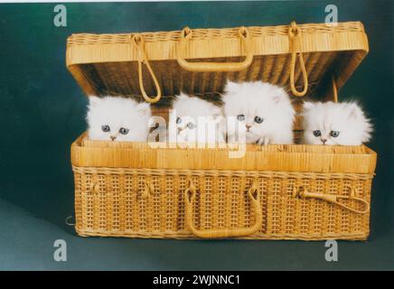 Persian Chinchilla Kittens in Hamper Stock Photo