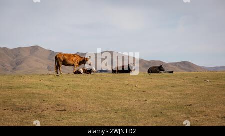 A herd of cattle moves through the Mongolian steppe, grazing on the country's green pastures. Stock Photo
