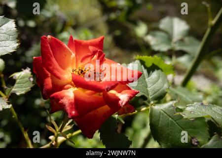 Austrian briar known as Persian yellow rose and Austrian copper rose flower (Rosa foetida) Stock Photo
