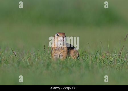 A squirrel in the green grass. Anatolian Souslik-Ground Squirrel,Spermophilus xanthoprymnus Stock Photo