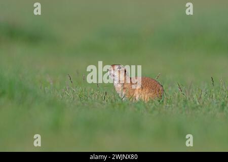 A squirrel in the green grass. Anatolian Souslik-Ground Squirrel,Spermophilus xanthoprymnus Stock Photo