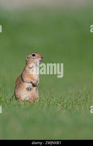 A squirrel in the green grass. Anatolian Souslik-Ground Squirrel,Spermophilus xanthoprymnus Stock Photo