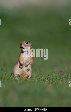 A squirrel in the green grass. Anatolian Souslik-Ground Squirrel,Spermophilus xanthoprymnus Stock Photo