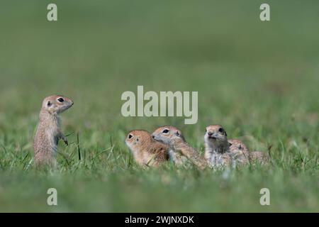 Baby squirrels in green grass. Anatolian Souslik-Ground Squirrel,Spermophilus xanthoprymnus Stock Photo