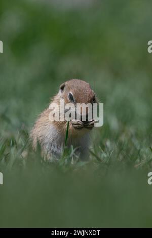 Squirrel feeding in green grass. Anatolian Souslik-Ground Squirrel,Spermophilus xanthoprymnus Stock Photo