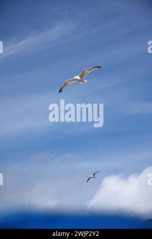 Seagulls flying high in bright blue summer sky in this British seaside holiday scene. A windbreak is blurred in the foreground Stock Photo