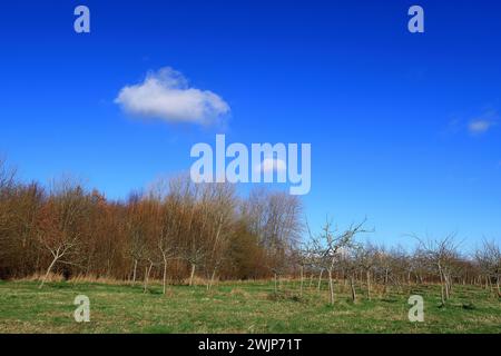 Blue sky and white clouds over a Woodland landscape in North Kent Stock Photo