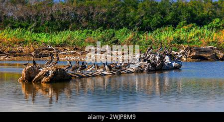 A colony of pelicans (Pelecanus) on a tree trunk in Rio Capalita, La Bocana, Baja de Hualtulco, South Pacific Coast, State of Oaxaca, Mexico Stock Photo