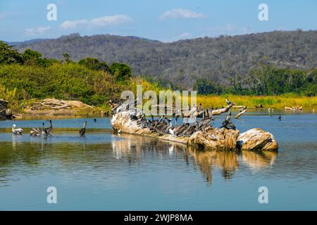 A colony of pelicans (Pelecanus) with comorans (Phalacrocorax carbo) and herons (CArdeidae) on a tree trunk in Rio Capalita, La Bocana, Baja de Stock Photo