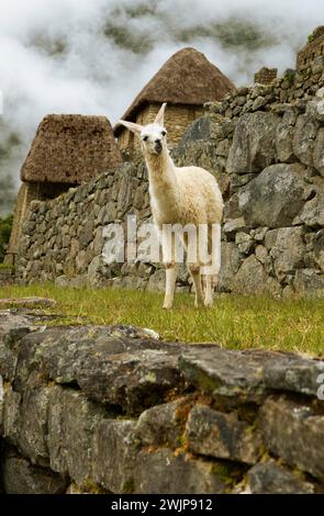 Llama (Llama glama) in the cloudy Inca ruins of Machu Picchu, Cusco region, Peru Stock Photo