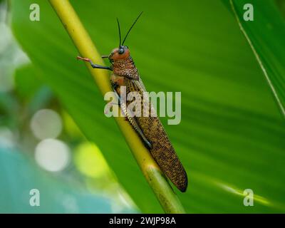 Giant locust (Tropidacris cristata), grasshopper, Manuel Antonio National Park, Costa Rica, Central America Stock Photo