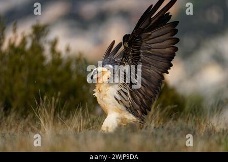 Old bearded vulture (Gypaetus barbatus), landing, Luderplatz, portrait, evening light, Catalonia, Pyrenees, Spain Stock Photo