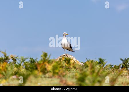 A seagull standing in the summer sunshine on Skomer Island off the pembrokeshire coast Stock Photo