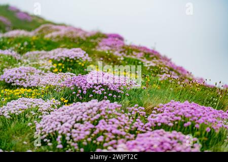 Pink thrift flowers blossoming on the famous Cliffs of Moher, one of the most popular tourist destinations in Ireland. Foggy view of widely known attr Stock Photo