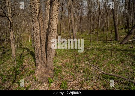 Common Hackberry, Celtis occidentalis, tree in the floodplain of Ledges State Park near Boone, Iowa, USA Stock Photo