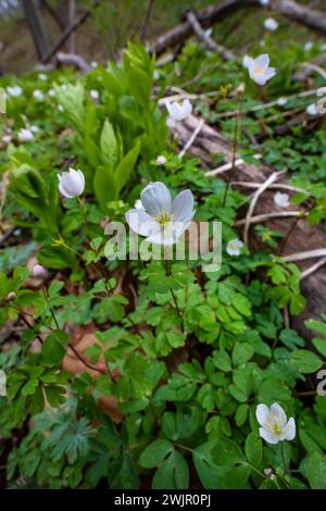 Wood Anemone, Anemone quinquefolia, flowering in spring in Ledges State Park near Boone, Iowa, USA Stock Photo