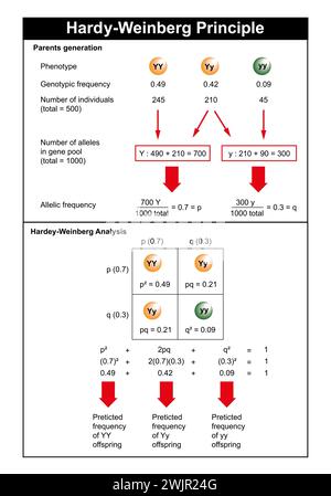 Hardy-Weinberg principle, illustration Stock Photo - Alamy
