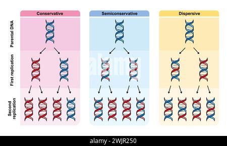 Replication models of DNA, illustration Stock Photo