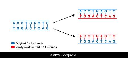 Semiconservative replication of DNA, illustration Stock Photo