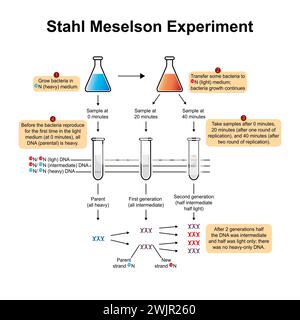 Meselson–Stahl experiment, illustration Stock Photo