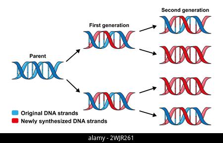 Semiconservative replication of DNA, illustration Stock Photo