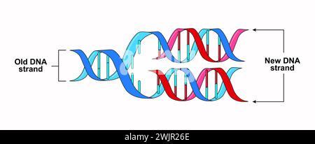 Semiconservative replication of DNA, illustration Stock Photo