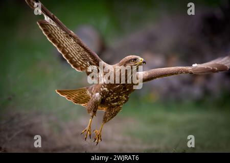 Common buzzard (Buteo buteo) in flight Stock Photo