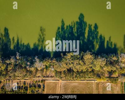 Aerial overhead view of riparian forest on a bank of the Ebro River, in the Ebro Delta (Tarragona, Catalonia, Spain) Stock Photo