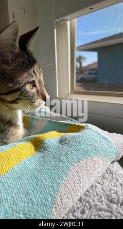A cute Tabby Kitten laying on folded towels looking out the window on a warm sunny day. Stock Photo