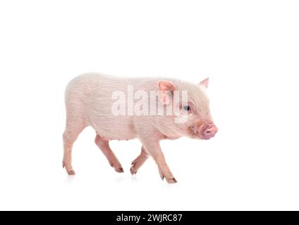 pink miniature pig in front of white background Stock Photo