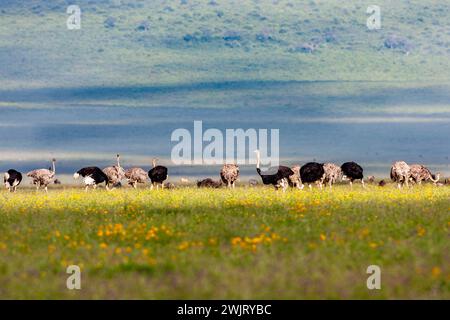 group of Common Ostriches (Struthio camelus)  gathered in Ngorongoro Conservation Area  in northern Tanzania Stock Photo