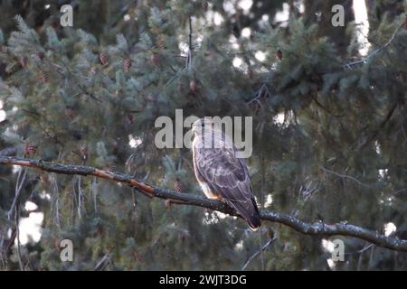 Buteo buteo on spruce branch, the common european buzzard, a beautiful bird of prey in natural habitat Stock Photo