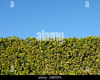 Freshly cut evergreen hedge in close up. Sunlight and clear blue background with space for text Stock Photo