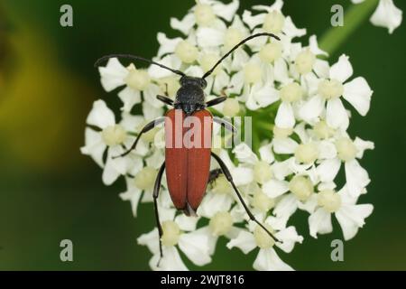Colorful natural closeup on the brilliant red Anastrangalia reyi, longhorn beetle on a white flower in the field Stock Photo