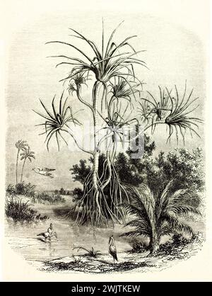 Old engraved illustration of pandanus. Created by Girardet after De Folin, published on Magasin Pittoresque, Paris, 1852 Stock Photo