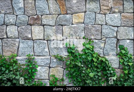 Overgrown Brick Wall and Leaves for Backgrounds. Brick Wall and Ivy. Green plant overgrown on old wall background. Old gray stone wall Backdrop. Vinta Stock Photo