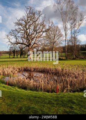 Copse of leafless trees in February at Stover, Devon, England. Stock Photo